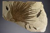 Fossil Palm and Fish Mural - Green River Formation, Wyoming #342428-1